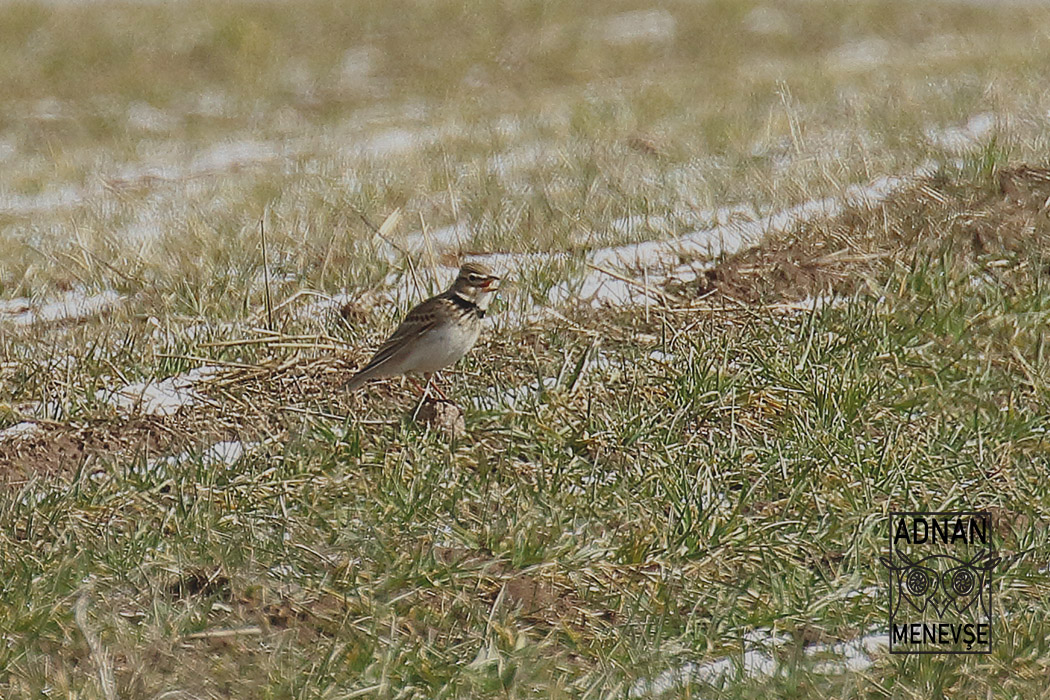 Calandra Lark